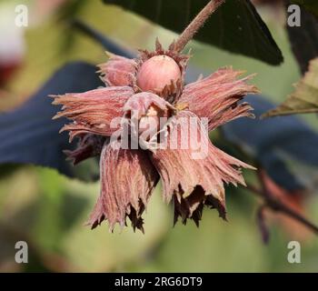 Früchte reifen am Zweig eines Haselnussbaums Stockfoto