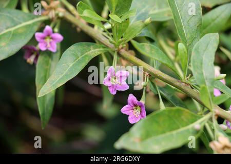 In der wilden Blüte ein Zweig Lycium barbarum Stockfoto