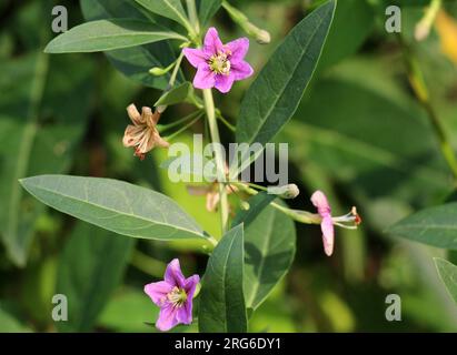 In der wilden Blüte ein Zweig Lycium barbarum Stockfoto