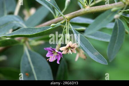 In der wilden Blüte ein Zweig Lycium barbarum Stockfoto