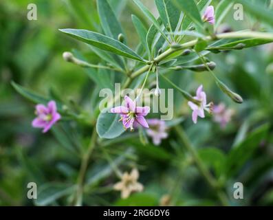 In der wilden Blüte ein Zweig Lycium barbarum Stockfoto