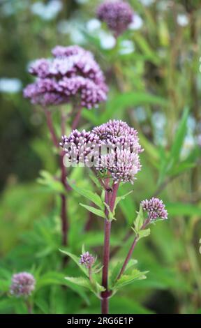 Sie blüht in der wilden Hanflandwirtschaft (Eupatorium cannabinum) Stockfoto