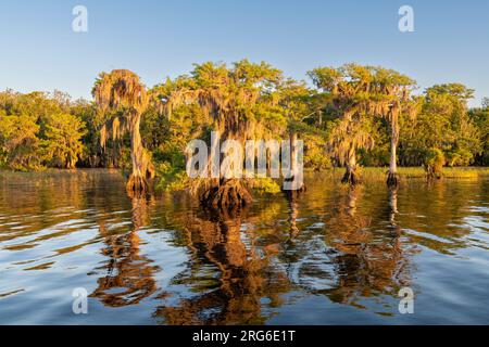 Weißkopfzypressen (Taxodium distichum) und spanisches Moos (Tillandsia usneoides), Blue Cypress Lake, Florida, USA, von Dominique Braud/Dembinsky Photo Stockfoto