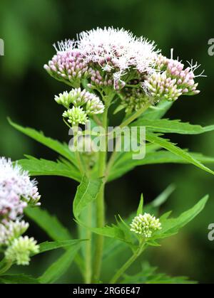 Sie blüht in der wilden Hanflandwirtschaft (Eupatorium cannabinum) Stockfoto