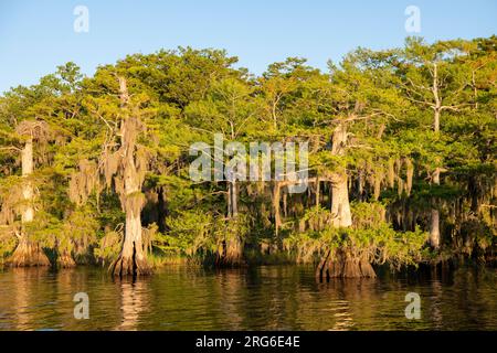 Weißkopfzypressen (Taxodium distichum) und spanisches Moos (Tillandsia usneoides), Blue Cypress Lake, Florida, USA, von Dominique Braud/Dembinsky Photo Stockfoto