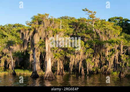 Weißkopfzypressen (Taxodium distichum) und spanisches Moos (Tillandsia usneoides), Blue Cypress Lake, Florida, USA, von Dominique Braud/Dembinsky Photo Stockfoto