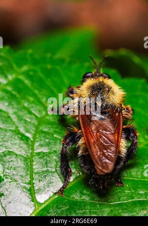 Hummeln sind die Natur der Großen Bestäuber. Ihr lautes Summen ist ein Zeichen für die Kreuzbestäubung von Pflanzen und Blumen. Stockfoto