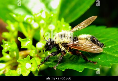 Hummeln sind die Natur der Großen Bestäuber. Ihr lautes Summen ist ein Zeichen für die Kreuzbestäubung von Pflanzen und Blumen. Stockfoto