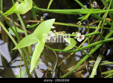 Die wilde Wasserpflanze Sagittaria sagittifolia wächst in langsam fließendem Wasser Stockfoto