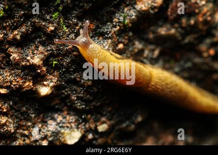 Eine Landschnecke ist eine Gastropode, ähnlich einer Schnecke. Das ist eine Nahaufnahme einer Kugel, die einen Felsen hochklettert Stockfoto