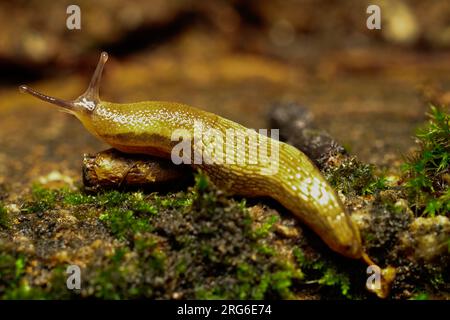 Eine Landschnecke ist eine Gastropode, ähnlich einer Schnecke. Das ist eine Nahaufnahme einer Kugel, die einen Felsen hochklettert Stockfoto