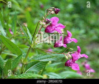 Im Sommer wächst die Glandulifera der Impatiens in freier Wildbahn Stockfoto