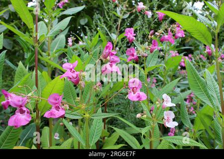 Im Sommer wächst die Glandulifera der Impatiens in freier Wildbahn Stockfoto