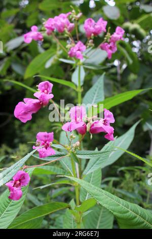 Im Sommer wächst die Glandulifera der Impatiens in freier Wildbahn Stockfoto