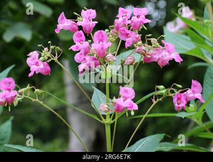 Im Sommer wächst die Glandulifera der Impatiens in freier Wildbahn Stockfoto