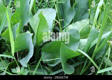 Alisma plantago-aquatica wächst im flachen Wasser des Flussufers Stockfoto