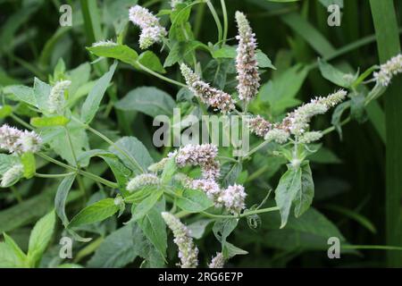 Im Sommer wächst in freier Wildbahn die langblättrige Minze (Mentha longifolia) Stockfoto