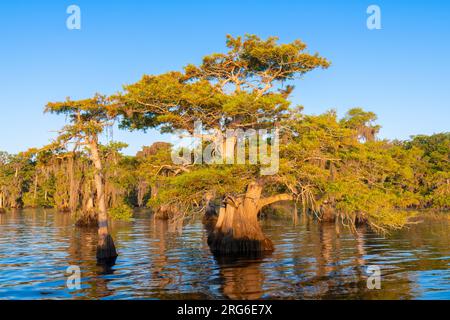 Weißkopfzypressen (Taxodium distichum) und spanisches Moos (Tillandsia usneoides), Blue Cypress Lake, Florida, USA, von Dominique Braud/Dembinsky Photo Stockfoto