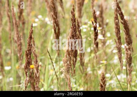 Calamagrostis epigejos wächst in der Wildnis unter Gräsern. Stockfoto