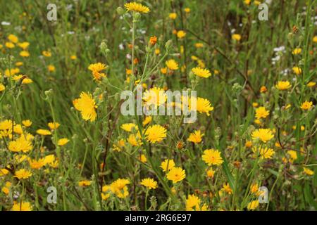 Im Sommer wächst Picris Hieracioides wie ein Gras auf dem Feld Stockfoto