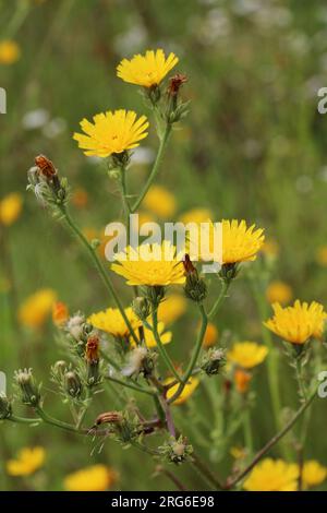 Im Sommer wächst Picris Hieracioides wie ein Gras auf dem Feld Stockfoto