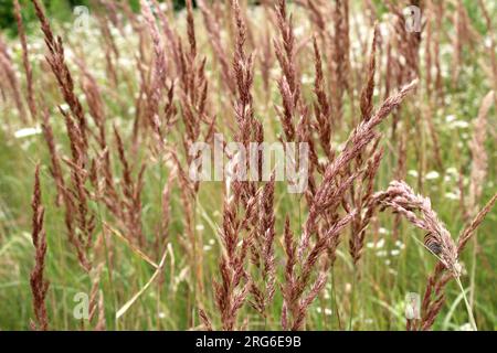 Calamagrostis epigejos wächst in der Wildnis unter Gräsern. Stockfoto