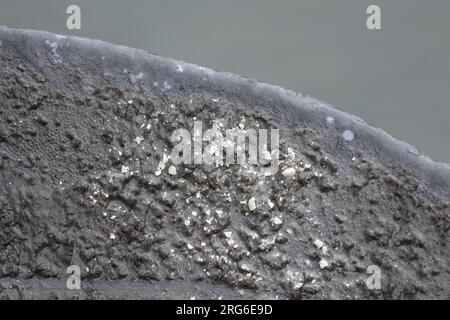 Seekühe (Trichechus manatus latirostris) aus Florida. Merritt Island NWR, Florida., USA, von Dominique Braud/Dembinsky Photo Assoc Stockfoto