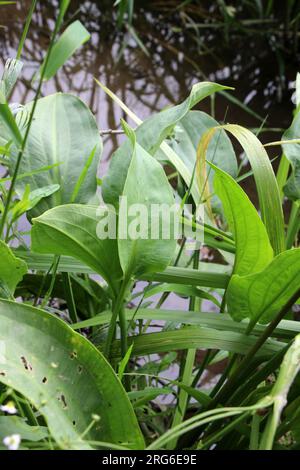 Alisma plantago-aquatica wächst im flachen Wasser des Flussufers Stockfoto