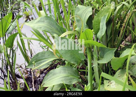 Alisma plantago-aquatica wächst im flachen Wasser des Flussufers Stockfoto