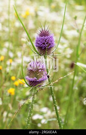 Dipsacus wächst in der Wildnis im Sommer Stockfoto