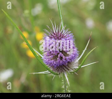 Dipsacus wächst in der Wildnis im Sommer Stockfoto