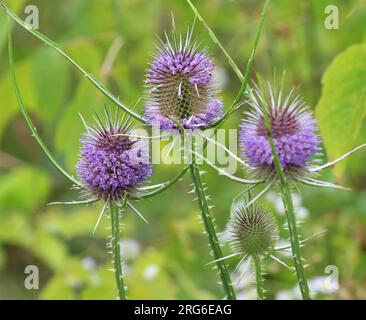 Dipsacus wächst in der Wildnis im Sommer Stockfoto