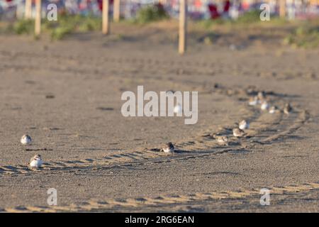 Wader oder Küstenvögel, kentish Plovers am Strand. Stockfoto