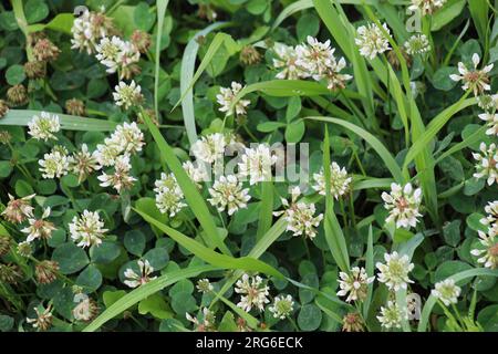 Weißes Kriechklee (Trifolium repens) wächst im Sommer in der Natur Stockfoto