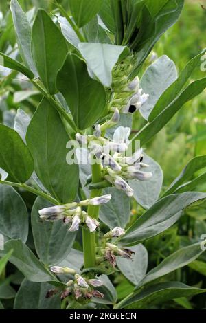 Auf dem Feld der blühenden Pferdebohne (Vicia faba) Stockfoto