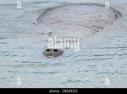 Florida Seekühe Nasenlöcher (Trichechus manatus latirostris). Merritt Island NWR, Florida., USA, von Dominique Braud/Dembinsky Photo Assoc Stockfoto