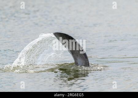 Seekühe (Trichechus manatus latirostris), Tauchen, Schwanzflosse, Merritt Island NWR, Florida., USA, von Dominique Braud/Dembinsky Photo Assoc Stockfoto