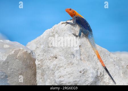 Männlicher rothaariger Agama (Agama Agama), der sich in der Sonne sonnt, Florida, USA, von Dominique Braud/Dembinsky Photo Assoc Stockfoto