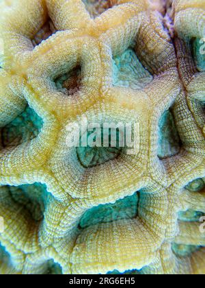 Knob LPS Coral (Favites Rotundata), Unterwasser-Makrofotografie Stockfoto