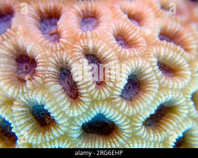 Knob LPS Coral (Favites Rotundata), Unterwasser-Makrofotografie Stockfoto