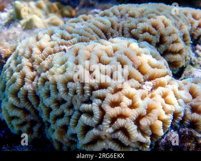 Knob LPS Coral (Favites Rotundata), Unterwasser-Makrofotografie Stockfoto