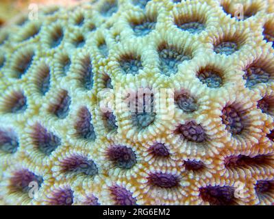 Knob LPS Coral (Favites Rotundata), Unterwasser-Makrofotografie Stockfoto