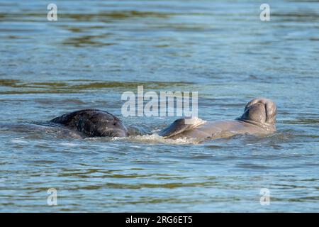 Seekühe Florida (Trichechus manatus latirostris), männlich rechts, Wertschätzung, Merritt Island NWR, FL, USA, von Dominique Braud/Dembinsky Photo Assoc Stockfoto