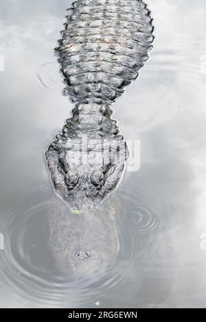 Amerikanischer Alligator (Alligator mississippiensis), on surface of water, Florida, USA, von Dominique Braud/Dembinsky Photo Assoc Stockfoto