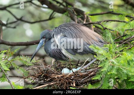 Dreifarbige Reiher (Egretta tricolor) auf Nest, April, Florida, USA, von Dominique Braud/Dembinsky Photo Assoc Stockfoto