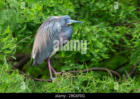 Dreifarbiger Reiher (Egretta tricolor) hoch oben auf Cypress Zweig, April, Florida, USA, von Dominique Braud/Dembinsky Photo Assoc Stockfoto