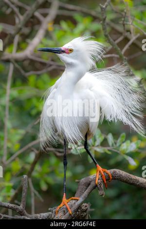 Snowy Ereret (Egretta thula) in Breeding plumage, April, Florida, USA, von Dominique Braud/Dembinsky Photo Assoc Stockfoto