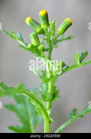 In der Natur wächst Senecio vulgaris als Unkraut Stockfoto