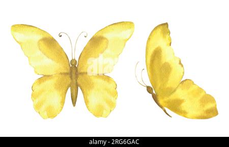 Aquarelle Darstellung gelber Schmetterlinge, auf weißem Hintergrund isolieren Stockfoto