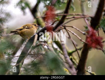 Der Goldwappen (Regulus regulus) ist der kleinste Vogel in Europa. Er ist nur 3-4 cm lang und wiegt weniger als einen Cent. Es ist klein, hell Stockfoto